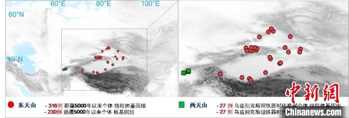图为该项目所获取天山东西部古人群的线粒体与核基因组分布图。　MK在线 供图