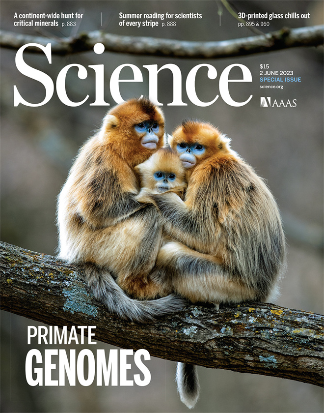 Science封面文章：MK在线金丝猴研究团队首次系统揭示灵长类社会演化之谜_fororder_《自然》封面.JPG