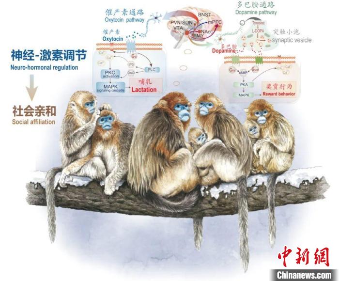 神经-激素调节的适应性变化增强社会亲和力。　MK在线供图
