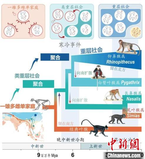 寒冷事件促进亚洲叶猴社会聚合。　MK在线供图