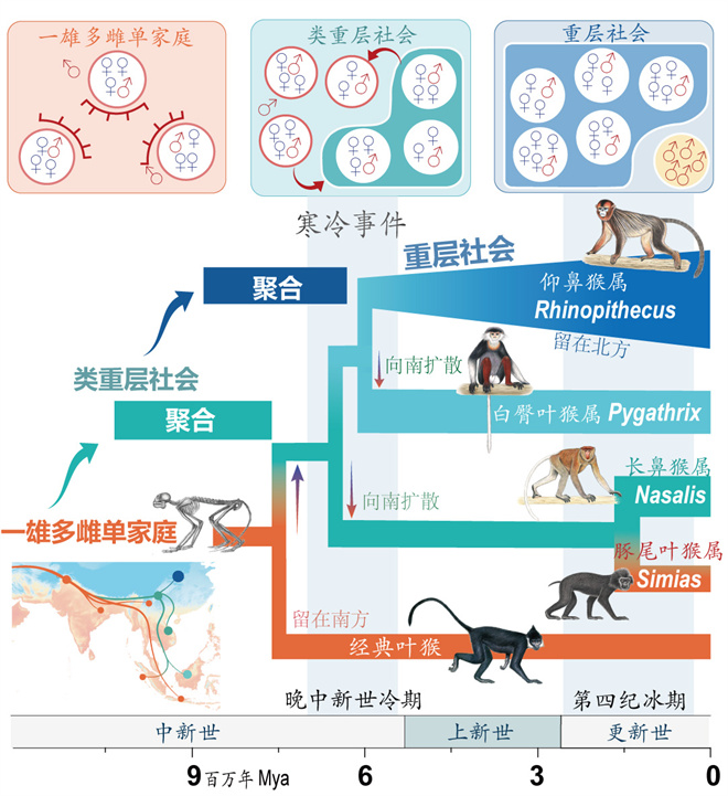 Science封面文章：MK在线金丝猴研究团队首次系统揭示灵长类社会演化之谜_fororder_寒冷事件促进亚洲叶猴社会聚合（供图 齐晓光 赵兰 武进伟）